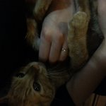 버려진 냥이 얘기좀 들어주세요