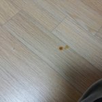 [고양이] 출산임박한 길냥이가 드뎌 출산을했어요.. 헙!