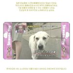 [<b>미대</b>언니] 애니멀 커뮤니케이터