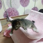 [김치즈냥] [김치's] 츤츤한 <b>도도</b>냥이와 동거중인 집사이야기 6탄