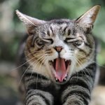 [<b>깜지</b>꼬봉] 하품하는 재미있는 고양이 사진 모음