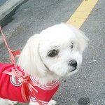 @경북<b>구미시</b>에서말티즈잃어버리신분!@