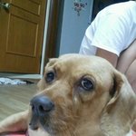 [강아지분실] 반려견을 찾습니다(서구 신현동)