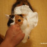[유봉이네] 고양이 먹방(유봉이네)