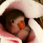 [뽀통령로로] 뽀통령 <b>로로</b>(새판)