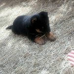 (+추가!) 네눈박이 진돗개 블랙탄 <b>보리</b>