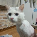 [하트뿅뿅] 길고냥이 하트와 집고냥이 뿅이+투투+<b>독고</b> 이야기(8탄)