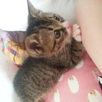 [김치즈냥] [김치's] 츤츤한 도도냥이와 동거중인 집사이야기 7탄