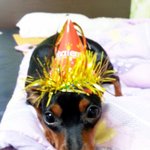 [미니핀,코숏] <b>한지붕</b> 세여인~