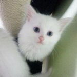 [지랄발랄한 고양이 젤리] 젤노일기