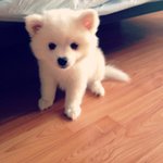 [귀요<b>미샤</b>벳] 여우같은 강아지 - 아메리칸 에스키모 샤벳