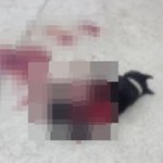롯트와일러 전기톱사건