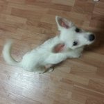 <b>천안</b> 두정동 스피츠 새끼 임보중입니다.