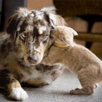 귓속말 나누는 귀여운 <b>동물</b>들