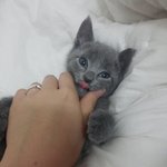 [고양이] 하루 와 나 [제2탄]