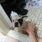 [개데려가요] 의정부 노원 <b>도봉</b> 양주 개 강아지 데리고있어요