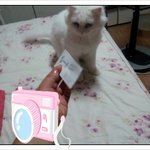 <b>명함</b>보면 환장(?)하는 우리 똥고냥이 ㅋ