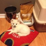 [귀요<b>미샤</b>벳] 여우같은 강아지 - 아메리칸 에스키모 샤벳 2탄!...