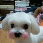 [<b>김</b><b>두부</b>치즈] <b>김두부</b> 김치즈의 사생활