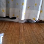 아리아리 <b>아라리</b>/