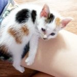 [완두콩이] 한지붕 세여인 2탄