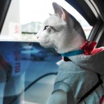 [길냥마늘네] 판에서 만난 <b>묘연</b> 그 후--