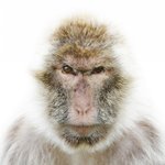 잘생긴 동물들의 <b>증명</b>사진.jpg