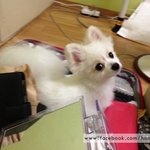 [한글이] 한글이판 아님 [44]