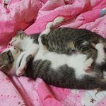 [고양이] 우리집 고양이 메이커 다이어리2