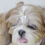 [개냥하우스] 비오고 <b>천둥</b> 치는 날 11탄