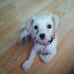 [동물사랑방] 우리집 동이를 소개합니당^^*(1편)