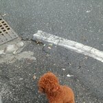 대전 <b>대덕구</b> 대화동 유기견 보호중이에요