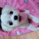 우리집막내아들하루소개할게요~^^