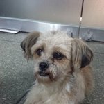 [도와주세요] 개의 주인을 찾습니다 (순천시)  추천해주세요