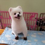 화이트<b>포</b><b>메</b> 구름이