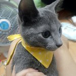 [고양이] 하루 와 나 [제3탄]