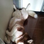 [<b>코리</b>] 허스키 <b>코리</b>..간만의 외출에 실신