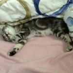 <b>개님</b> <b>개님</b> <b>개님</b> <b>개님</b> <b>개님</b>!
