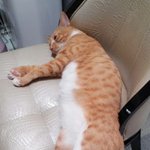 매력톡톡터지는울애기<b>미미</b>1탄