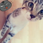 [개냥이쫑이] 개냥이가 되어 가는 우리 쫑이-두번째