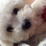 [<b>비숑</b>아키] <b>비숑</b>프리제 아키 ;)