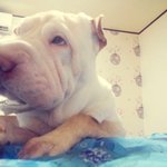 [샤페이봉구] [샤페이] 코골이 김봉구선생 (고양이주인찾아요)