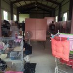 [인어공주] 입양이 급한 이 강아지들이 새삶을 살수있게 기회를 주세요