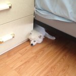 [귀요<b>미샤</b>벳] 여우같은 강아지 - 아메리칸 에스키모 샤벳 3탄!...