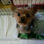 불쌍한 요키아가 임보 해주실분 찾아요ㅠㅠ