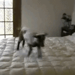 장난끼 넘치는 <b>염소</b> 움짤 모음