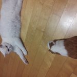 [코니포비] 한지붕 아래,고양이와 기니피그 2탄!