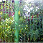 [사는얘기] (기억의 습작) * 월간 좋은생각에서 전화오다 *