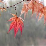 역시 가을에는 제가 <b>비염</b>으로 고생할걸로 예상되네요