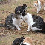 [<b>해석</b>왕] 커플이 못마땅한 고양이